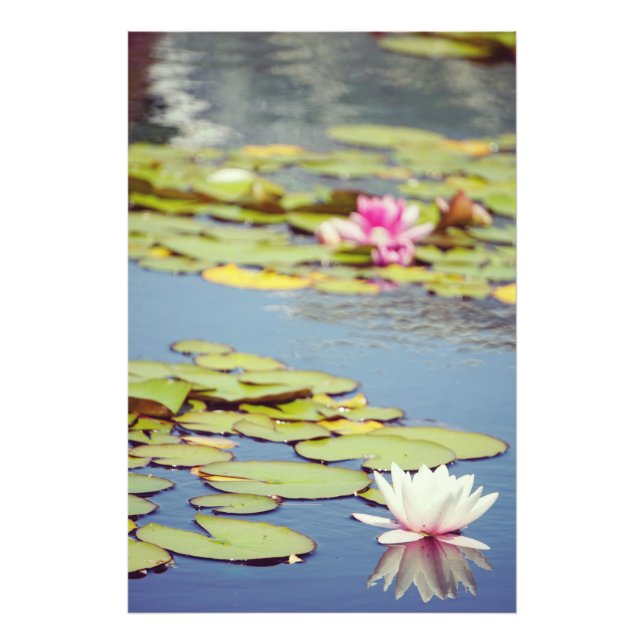 Lilly Pond Blume Fotodruck (Vorne)