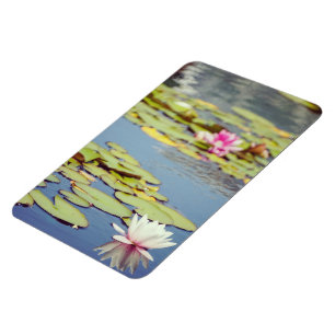 Lilly Pond Blume Magnet
