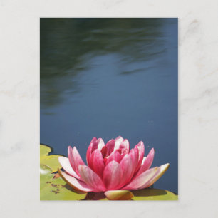 Lilly Pond Blume Postkarte