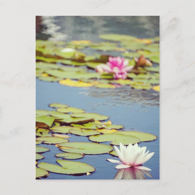 Lilly Pond Blume Postkarte (Vorderseite)