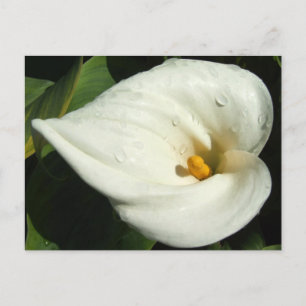 Lilly Postcard Postkarte