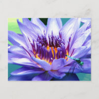 Lilly Postkarte