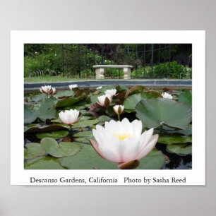 Lilly Teich Poster