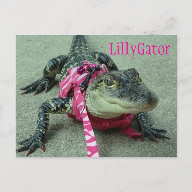 LillyGator Alligator Rescue Postcard Postkarte (Vorderseite)