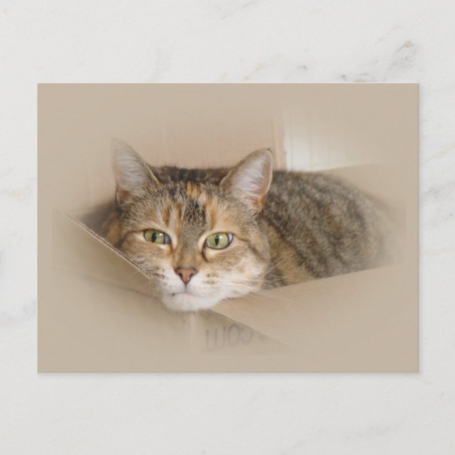 Lily #2 postkarte (Vorderseite)