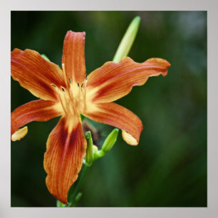 Lily 6588 Print Poster
