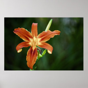 Lily 6588 Print Poster