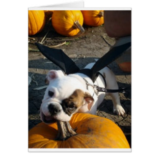 Lily am Pumpkin Patch