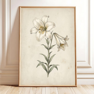 Lily Antike Botanische Wandkunst Poster