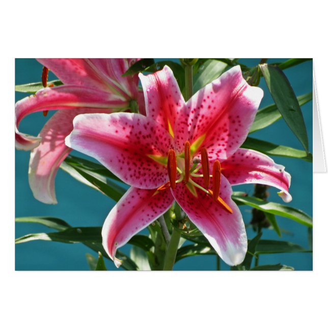 Lily Beauty (Vorderseite (Horizontal))