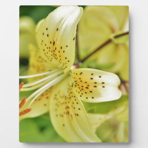 Lily Blooms Hochzeitsfeiern Fotoplatte