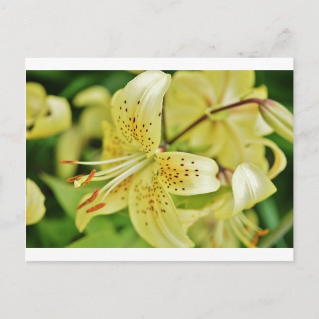 Lily Blooms Hochzeitsfeiern Postkarte (Vorderseite)