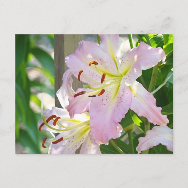 Lily Blume Garden Postkarten Pink Lilies custom (Vorderseite)