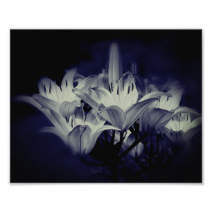 Lily-Blume in Schwarz und Weiß 8x10 Fotodruck