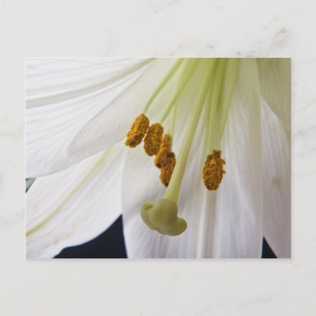 Lily Blume Makro Postkarte (Vorderseite)