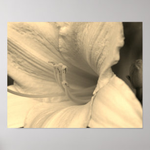 Lily Blume Nah in Sepia Tint Poster