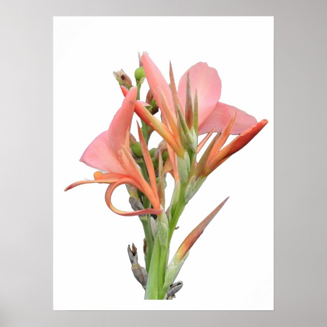 Lily Blume Poster (Vorne)
