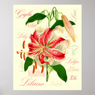 Lily-Blume Poster
