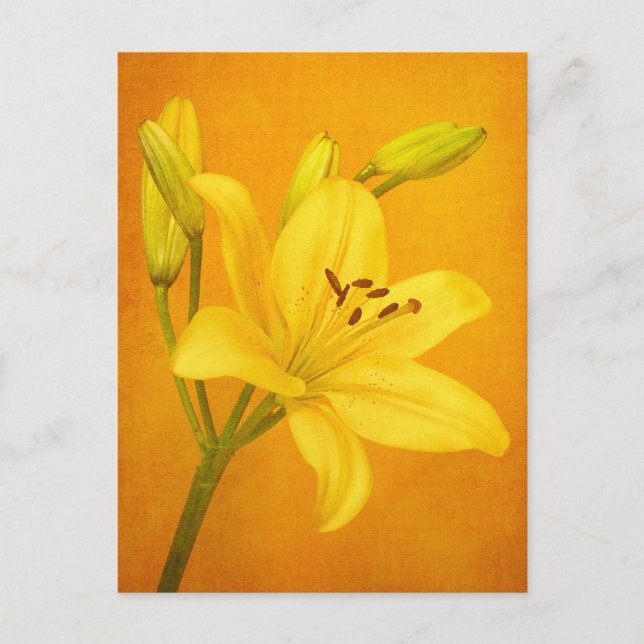 Lily Blume Postkarte (Vorderseite)