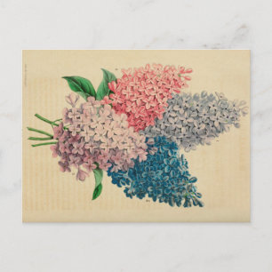 Lily Blume Vintag Botanische Sketch Postkarte