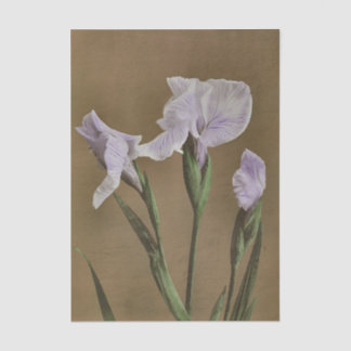 Lily by Ogawa Kazumasa Seidenpapier