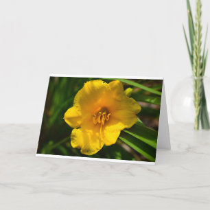 Lily, Card Karte