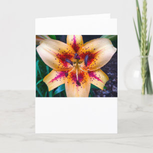 Lily, Card Karte