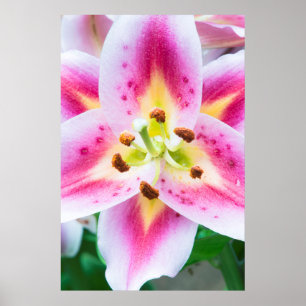 Lily Close-up Poster