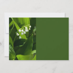 Lily der Blume