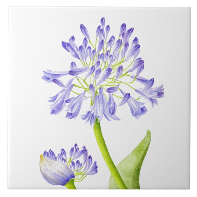 Lily des Nils auf einer Keramik Fliese (Vorderseite)