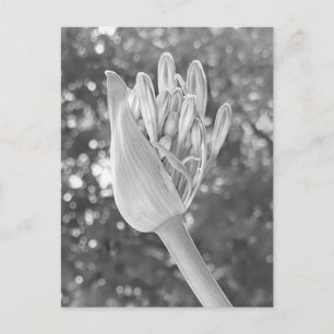 Lily des Nils Nah Up Black & White Postkarte