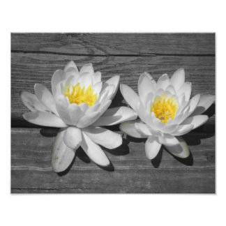 Lily des Wassers 11x14 Fotodruck