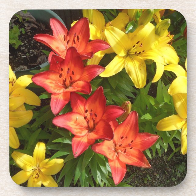 Lily-Foto der Gelben und Roten Blume Getränkeuntersetzer (Vorderseite)