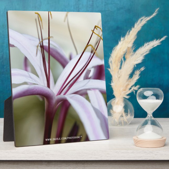 Lily Fotoplatte (Seite)