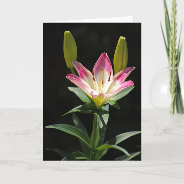 Lily Grußkarte Karte (Vorderseite)