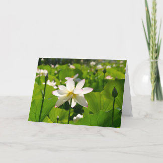 Lily in Los Poblanos Karte