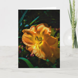 Lily, Karte