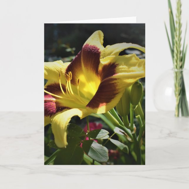 Lily, Karte (Vorderseite)