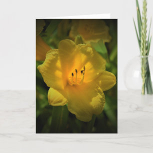 Lily, Karte