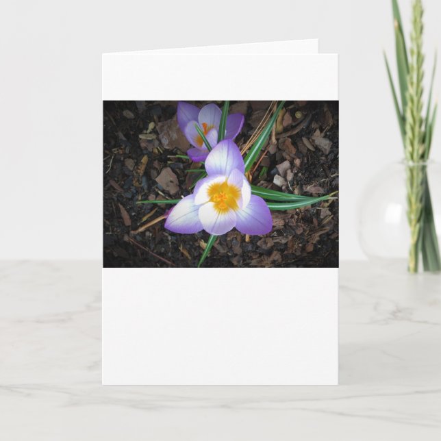 Lily, Karte (Vorderseite)