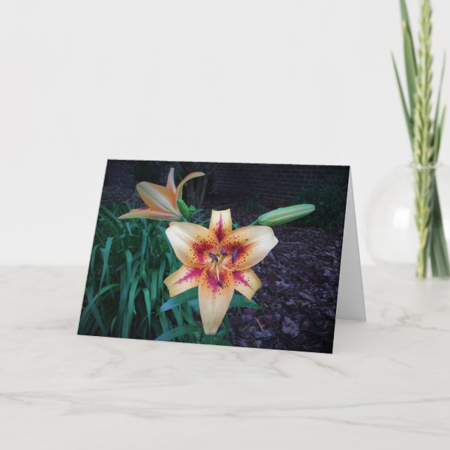 Lily, Karte (Vorderseite)