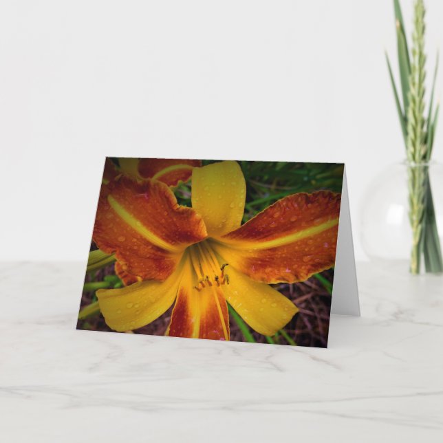 Lily, Karte (Vorderseite)