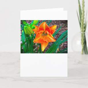 Lily, Karte