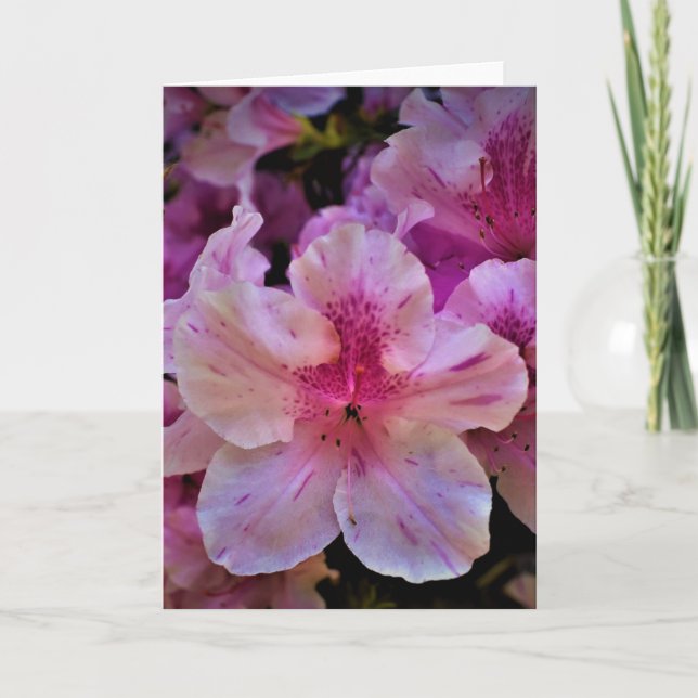 Lily, Karte (Vorderseite)