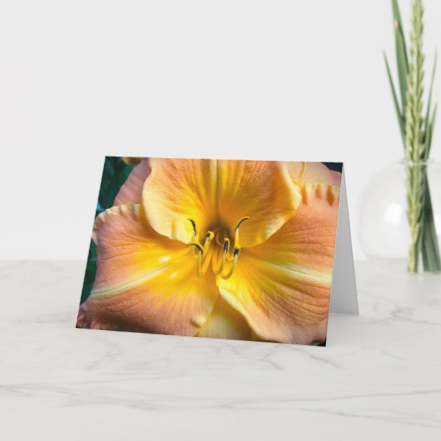Lily, Karte (Vorderseite)