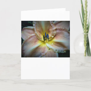 Lily, Karte