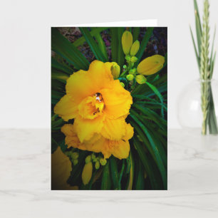 Lily, Karte