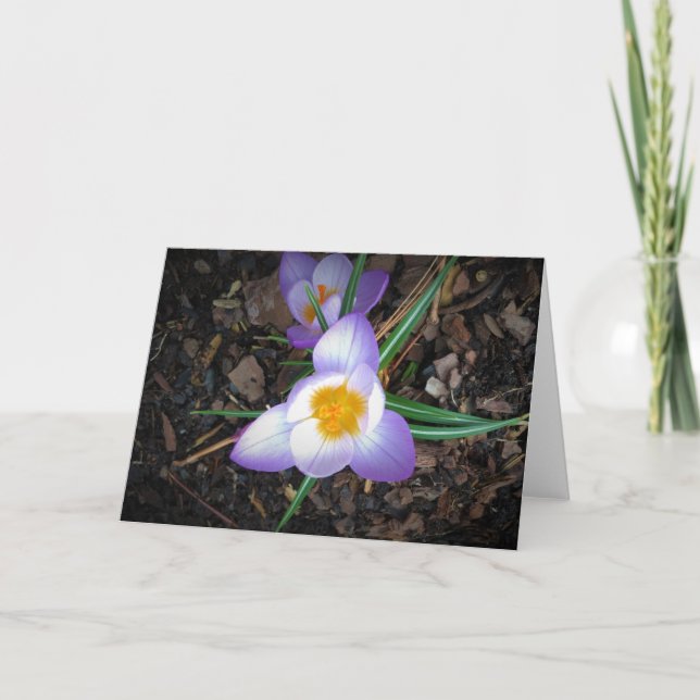Lily, Karte (Vorderseite)