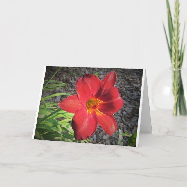 Lily, Karte (Vorderseite)