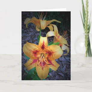 Lily, Karte